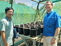 Senior Research Agronomist, Tony Asis from DITT and Dr Sean Bellairs, leader of the native rice project, from CDU, with plants at a vegetative stage.