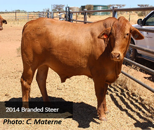 2015 Branded Steer