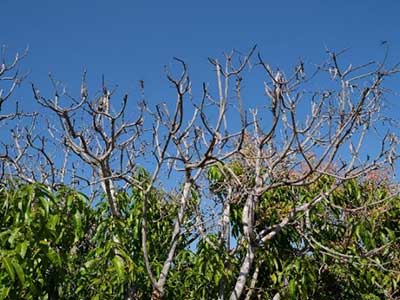 Mango tree branches