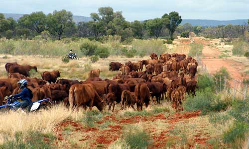 Mustering cattle