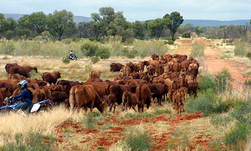 Restoring productivity in the rangelands