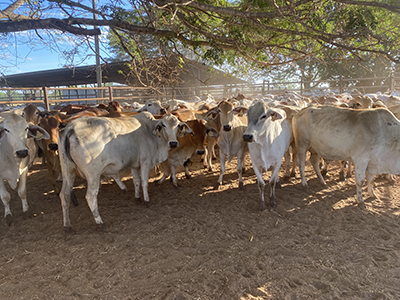 Figure 2. Select Brahman replacements about to travel from DDRF to Kidman Springs after weaning 

