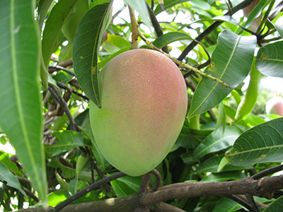 Mango season opens for 2022