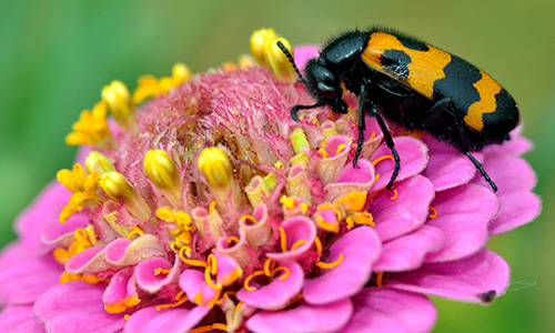 Winners of our #spotapollinator photo competition announced