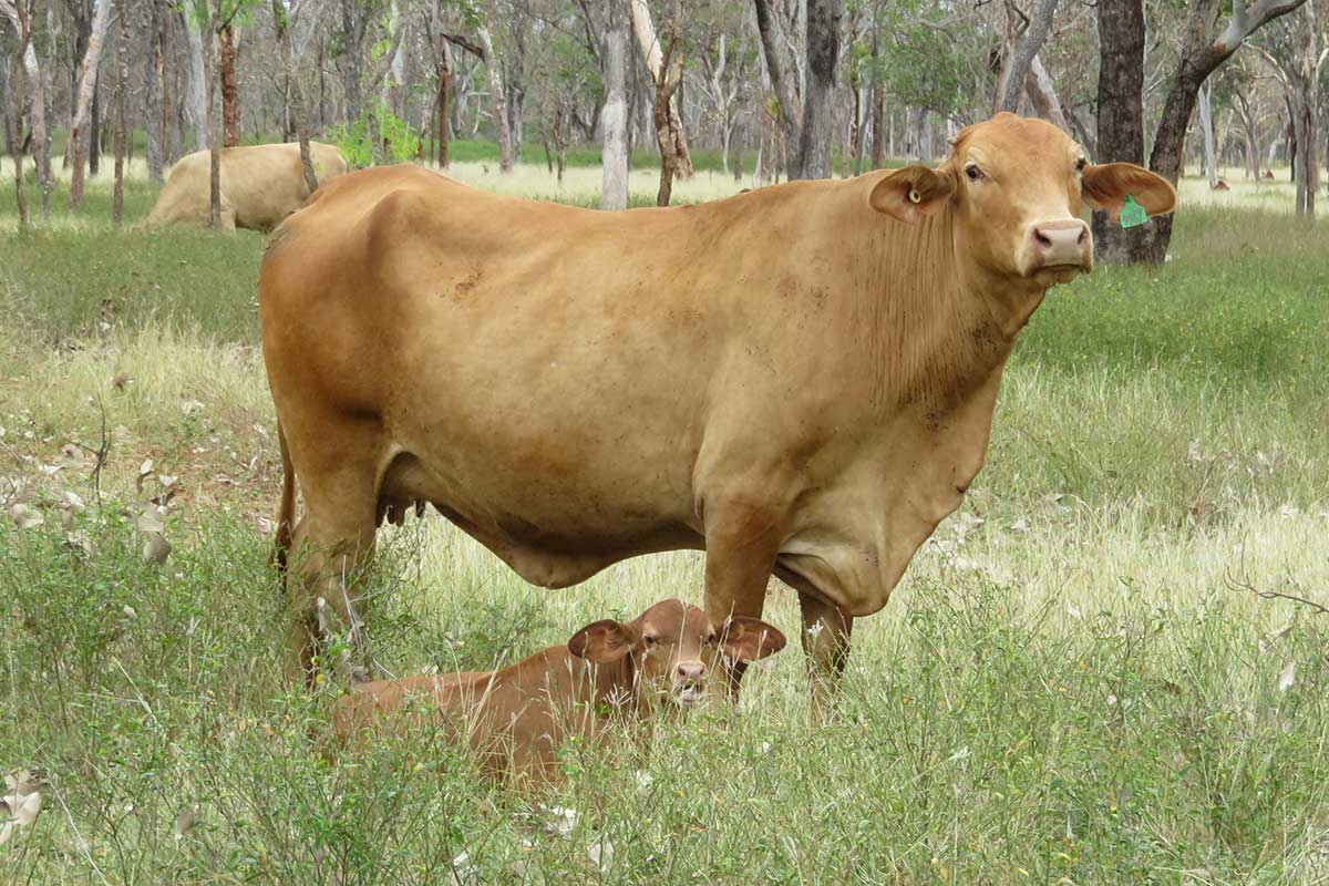Cow and calf in paddock