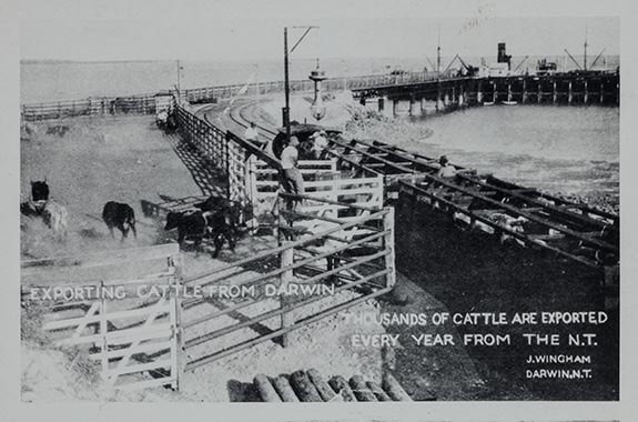 Cattle being loaded on boats at Darwin wharf circa 1925