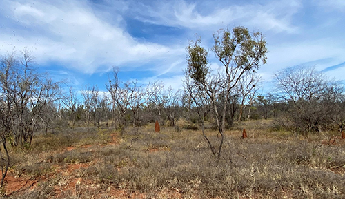 Figure 4: Drought-stressed trees at Kidman Springs in May 2020  Photo by Caroline Pettit.
