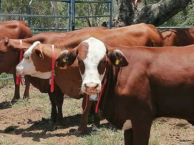Heifers with sensor systems on collar and tags
