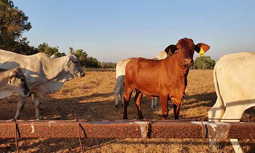 Cattle in paddock