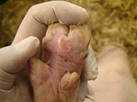 FMD lesion on pig hoof