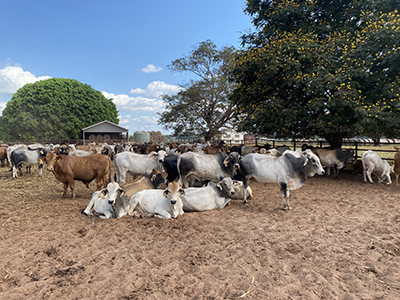 Figure 3. 2021 Select Brahman and Composite bulls after 600 day data collection 