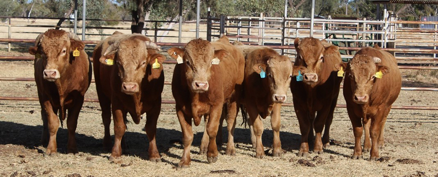  The introduction of Akaushi bulls aims to improve beef quality for the Northern Territory cattle industry.