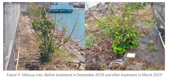 Hibiscus tree before and after treatment, showing remarkable health in the after photo.