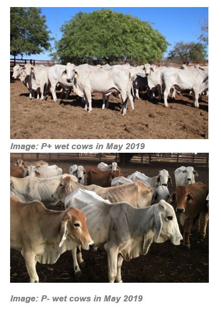 Two images showing the different Phosphorous trial groups, the P negative Brahman cattle look undernourished and the P positive Brahman cows look healthy.