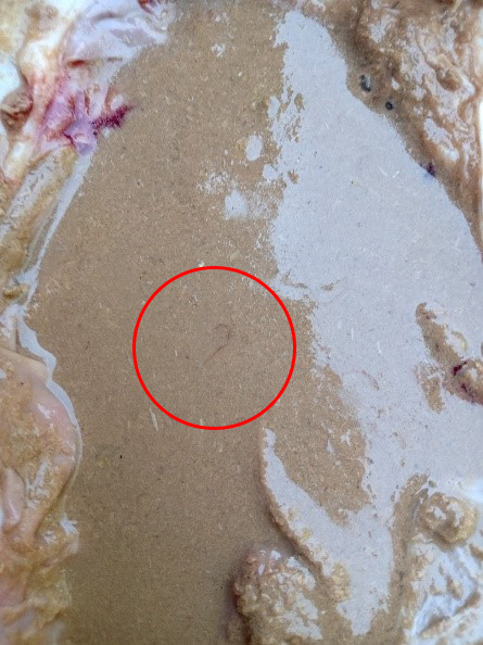 Barber’s pole worms present in the stomach contents of a weaner