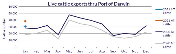 Graph compares NT cattle and all cattle exported through Darwin compared to 2020