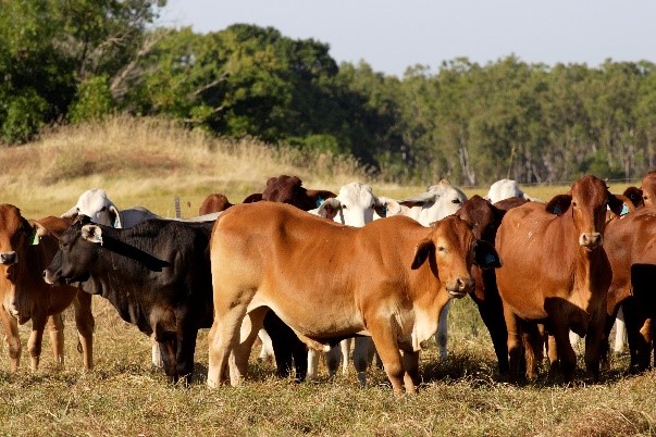 Figure 2: Cattle grazing in a paddock