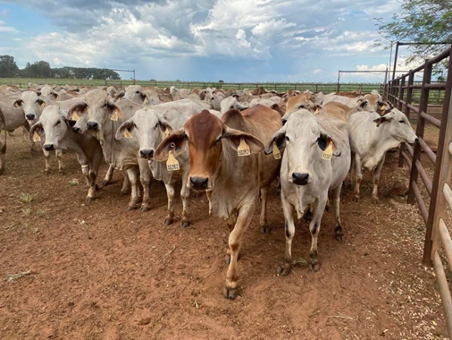 Image 1: Select Brahman Cows at end of mating