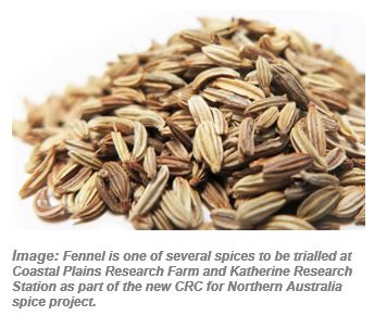 Fennel is one of several spices to be trialled at Coastal Plains Research Farm and Katherine Research Station as part of the new CRC for Northern Australia spice project.
