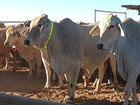 Some of the pregnant cows fitted with GPS tracking collars at Rocklands