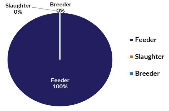 Pie chart of live cattle and buffalo exports - feeder 100%