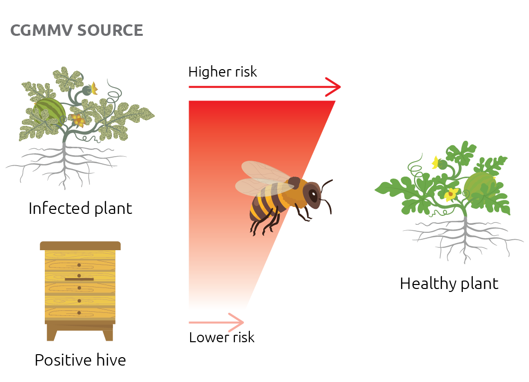Figure 1: Honey bee CGMMV transmission pathways