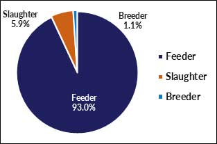 Feeder 93%, breeder 1.1%, slaughter 5.9%
