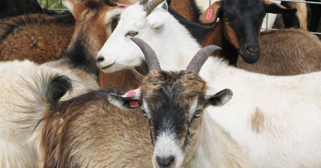 Figure1: Goats