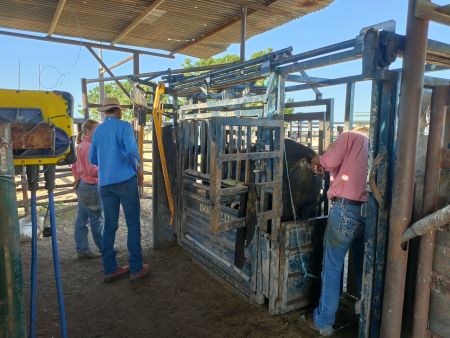 The trial cattle at Newcastle Waters being tail-bled and their data recorded.