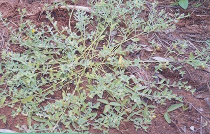 Crotalaria crispata low growing plant 