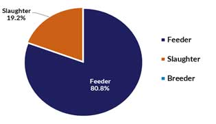Pie chart of live cattle and buffalo exports - slaughter 19.2% and feeder 80.8%
