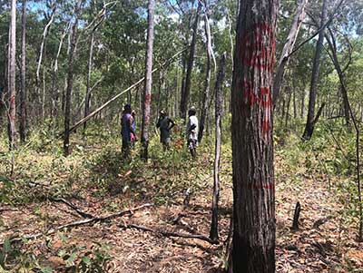 Men marking tree in forest