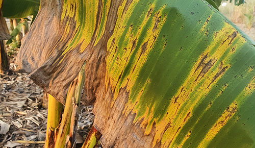 Leaves infected by banana freckle