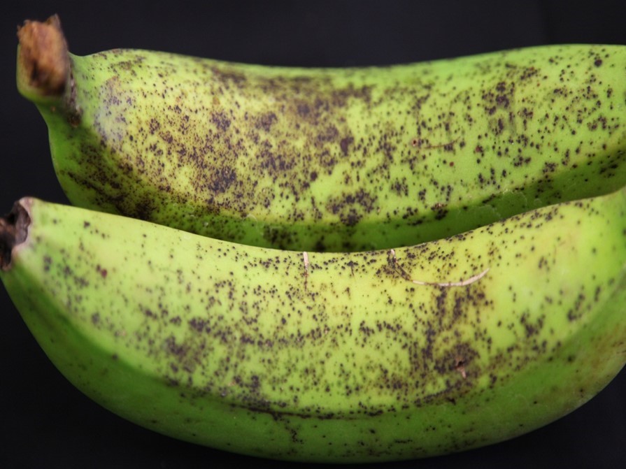 Fruit infected with banana freckle