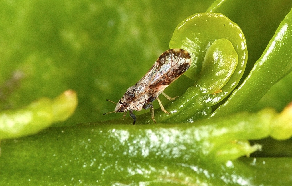 Adult Asian citrus psyllid, Diaphorina citri, (2-3 millimeters long) on a young citrus leaf’.