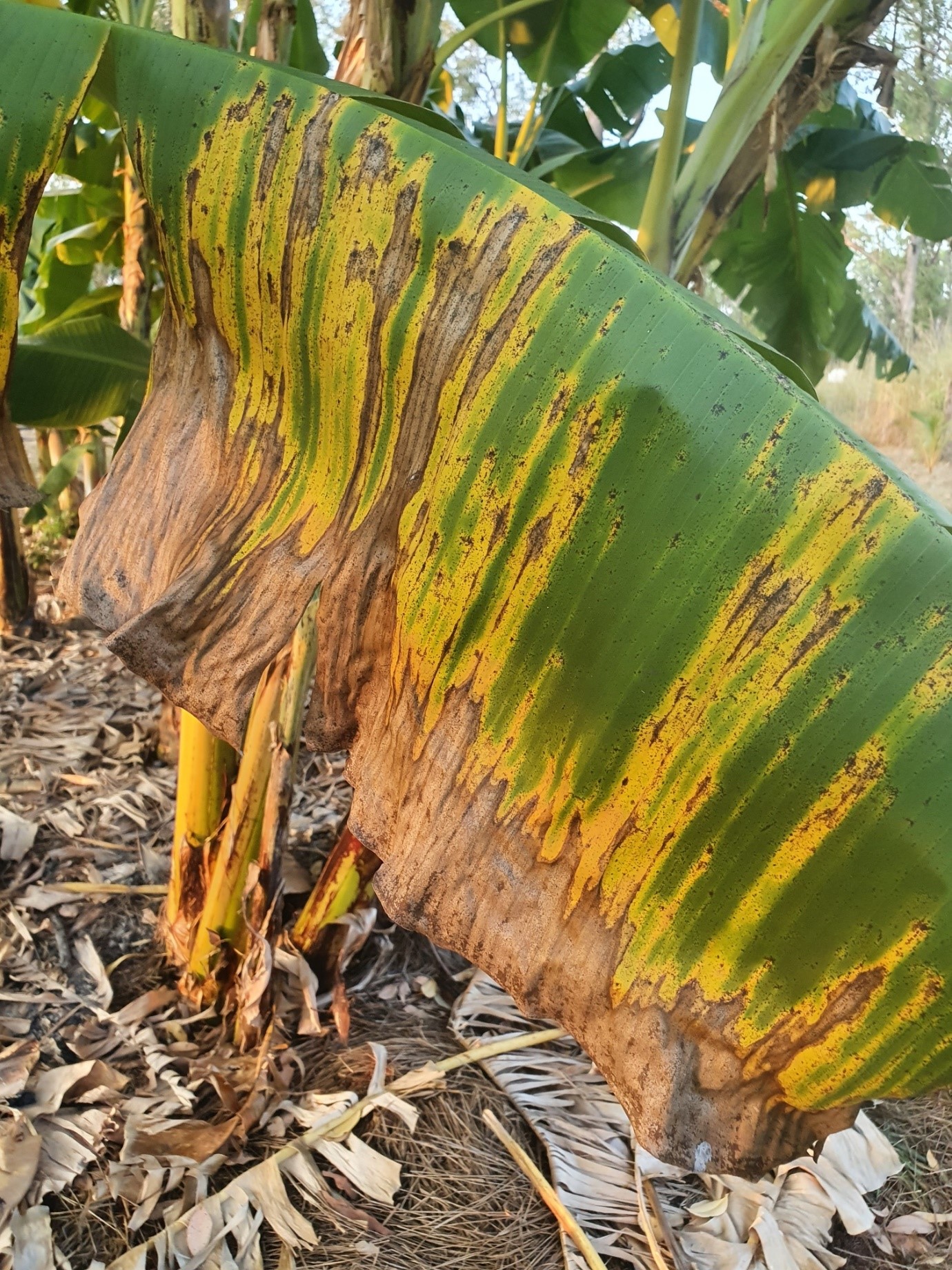 Leaves on a plant with banana freckle