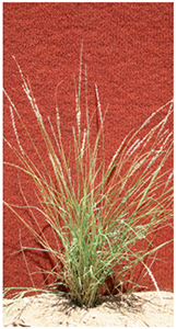 Cotton panic grass (Digitaria brownii)