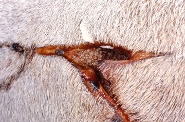 screw worm fly egg masses (white) deposited in a wound (Animal Health Australia, 2017)