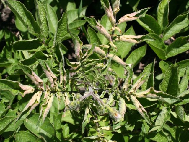 Symptoms of Tomato potato psyllid infestation include yellowing of leaf margins and upward curling of the leaves. (Photo courtesy of the Western Australia Department of Primary Industries and Regional Development)