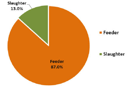 Pie graph live cattle and buffalo exports by type
