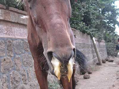 Horse with African horse sickness