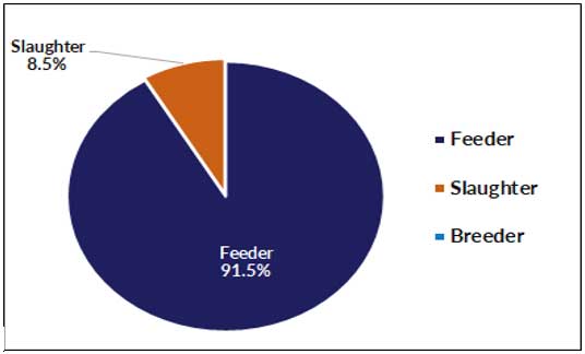 Piechart: live cattle and buffalo exports by type - slaughter 8.5%, feeder 91.5%