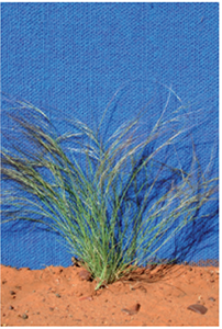 Bunched kerosene grass (Aristida contorta)