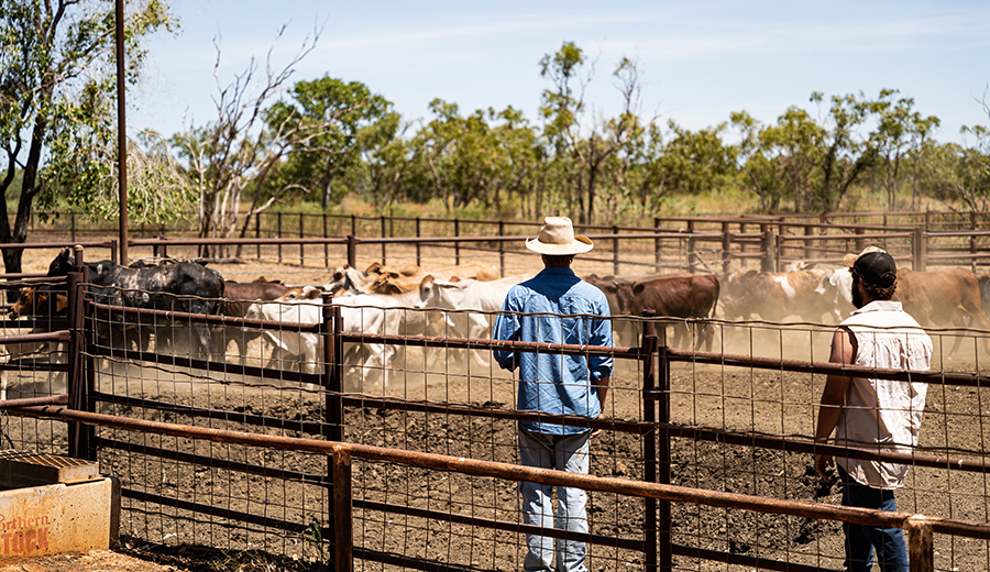 EOI now open for Territory Farm Business Resilience Program
