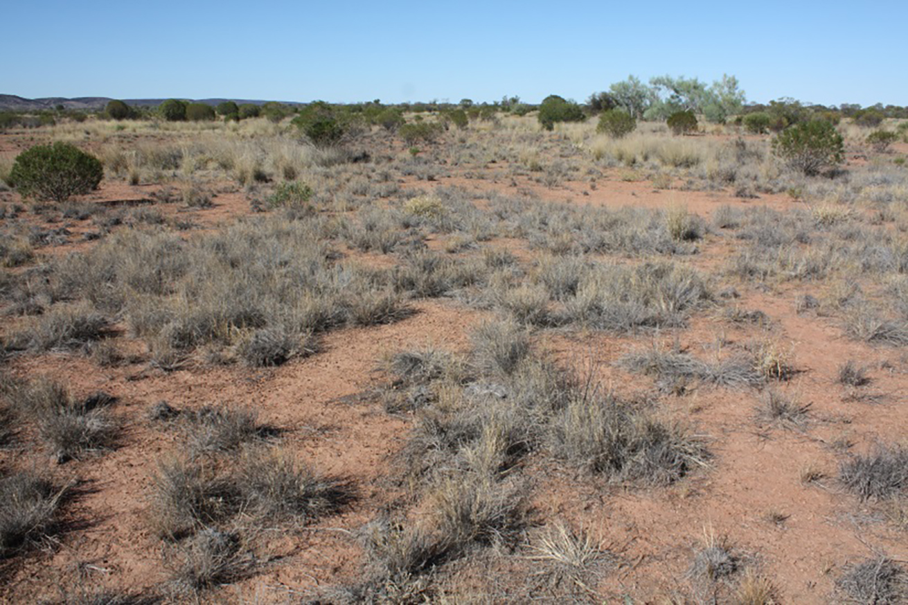 2013 photo of monitoring site in calcareous country, No 1 Paddock (photo courtesy of Chris Materne, DPIR)