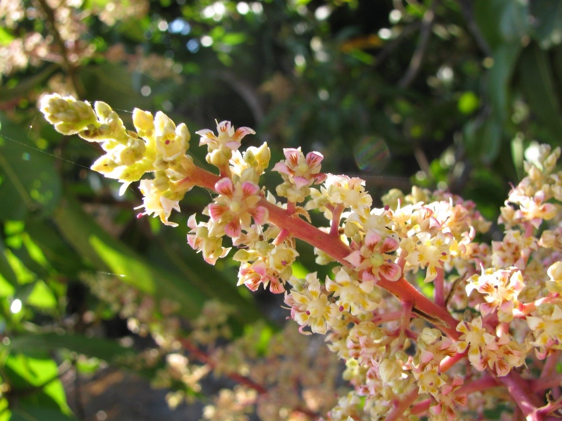 Figure 1: Mango flowers in full bloom.