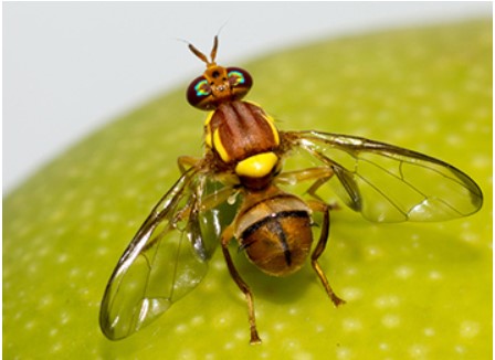 Ti Tree fruit fly
