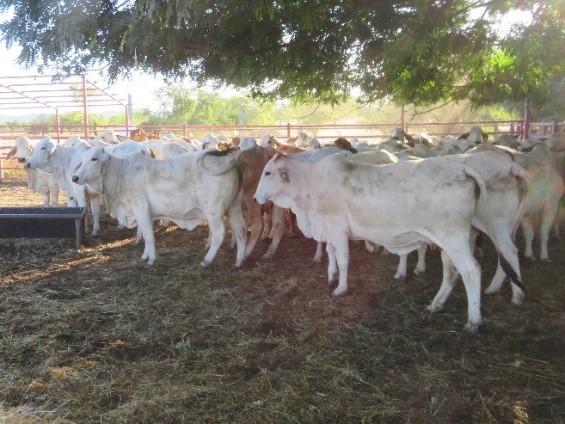 Figure 2: First lactation heifers in the P- treatment